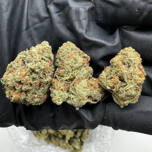 Blue Guava Light Dep